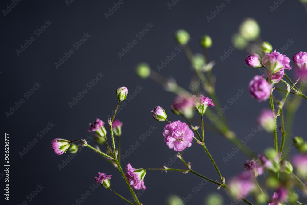 Delicate pink flowers on thin green stems against a dark, muted background. Delicate pink flowers on thin green stems against a dark, muted background.
