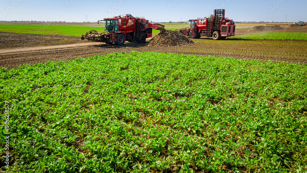 Aerial view of two combines, harvesters as harvest ripe sugar beet, unloading Aerial view of two combines, harvesters as harvest ripe sugar beet, unloading