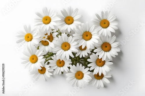 Ox-eye daisy flowers white background, AI Generated