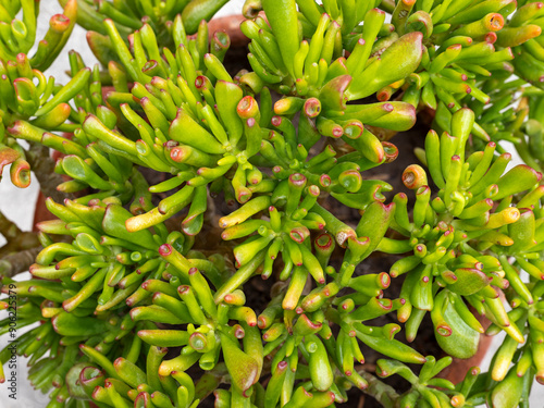 Beautiful crassula ovata gollum plant having green tubular leaves with red tips photo