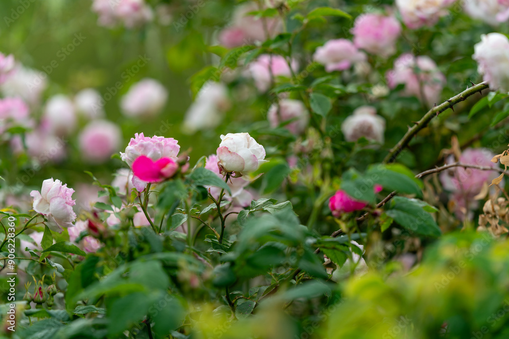 pink roses  flowers in the garden