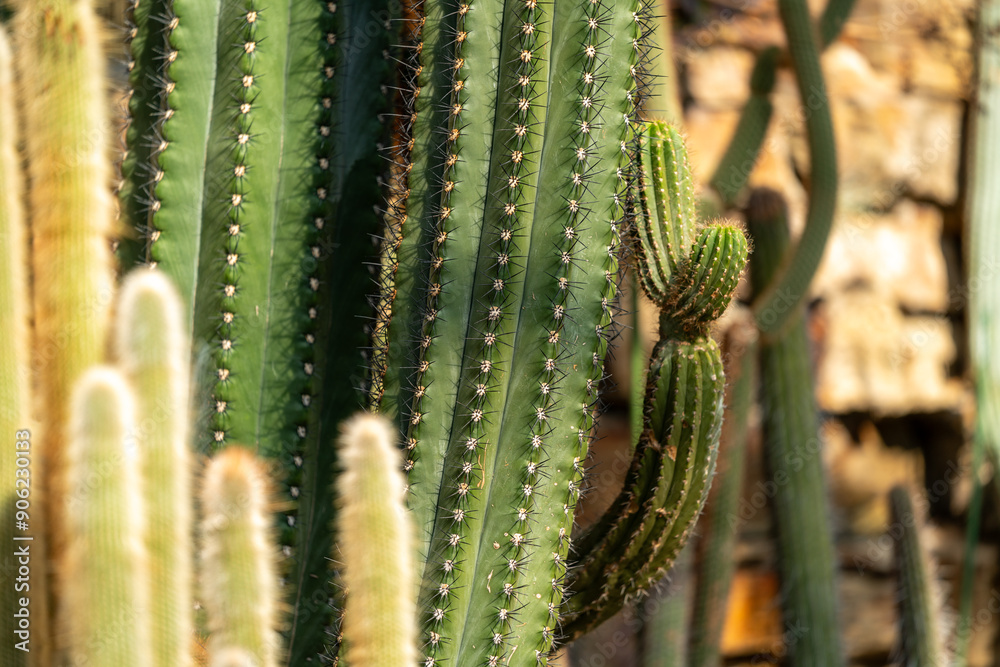 blooming cactus in the garden blooming cactus in the garden