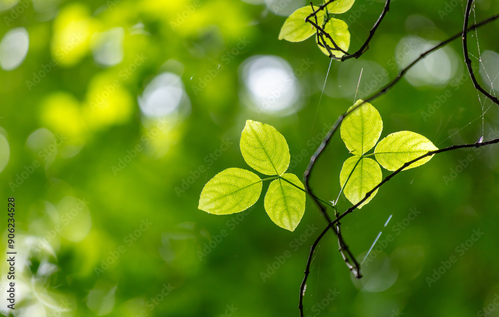 Green leaves on a tree in nature Green leaves on a tree in nature