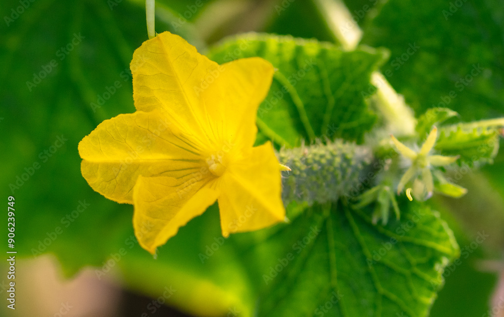 Yellow flowers on a cucumber plant Yellow flowers on a cucumber plant