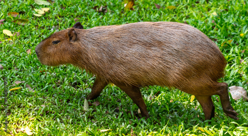 Portrait of a capybara in the zoo Portrait of a capybara in the zoo