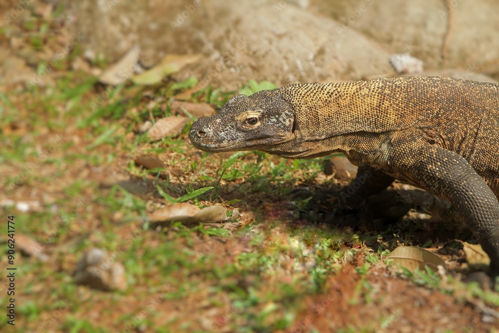a Komodo dragon crawling on the rocks in the morning a Komodo dragon crawling on the rocks in the morning