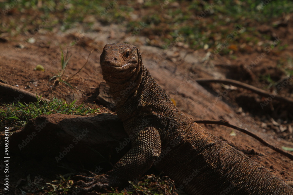 a salvator lizard crawling on the ground on a sunny morning a salvator lizard crawling on the ground on a sunny morning