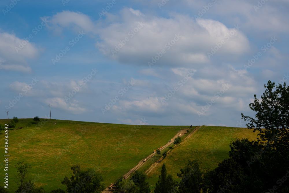 Walking cows in the Bieszczady mountains Walking cows in the Bieszczady mountains