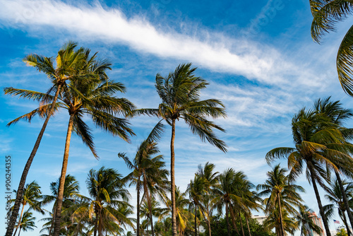 Tropical beach in Miami. Tropical outdoor scene with palm tree. Tropical summer vacation. Exotic nature. Palm tree. Summer vacation in Miami beach, Florida. Palm tree of California. Summer paradise