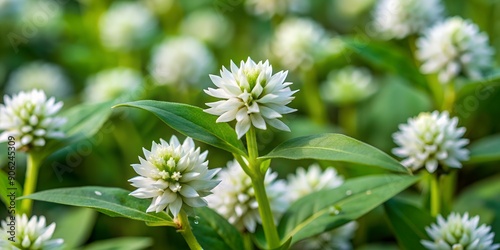 Alternanthera Philoxeroides or Alligator Weed is a white semi aquatic plant that grows around yards riverbanks and waterlogged a