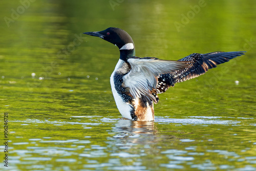 Common Loon (Gavia immer)  on the lake during migration on its way north