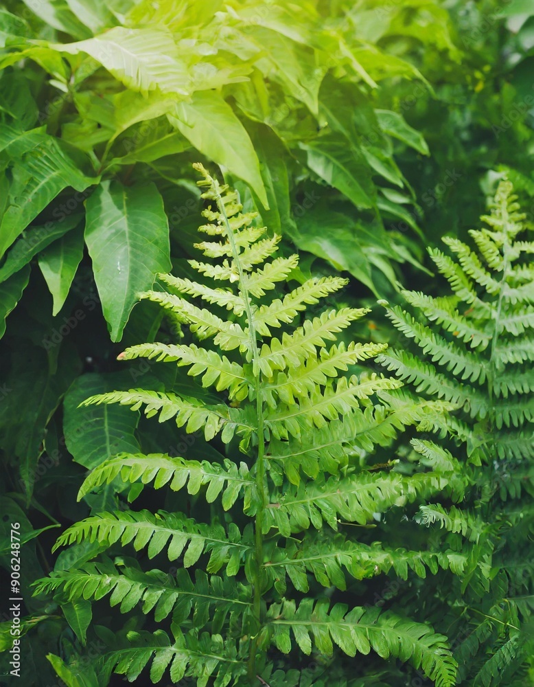 Green fern leaf texture, nature background, tropical leaf Green fern leaf texture, nature background, tropical leaf
