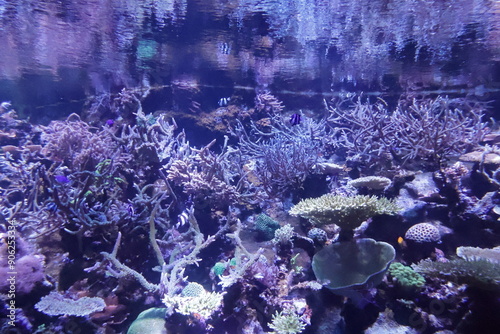 Fototapeta Naklejka Na Ścianę i Meble -  coral reef 