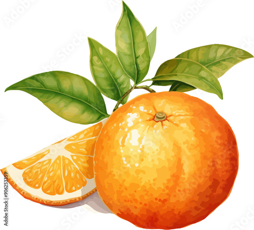 Mandarin With Leaf Watercolor Vector Illustration.