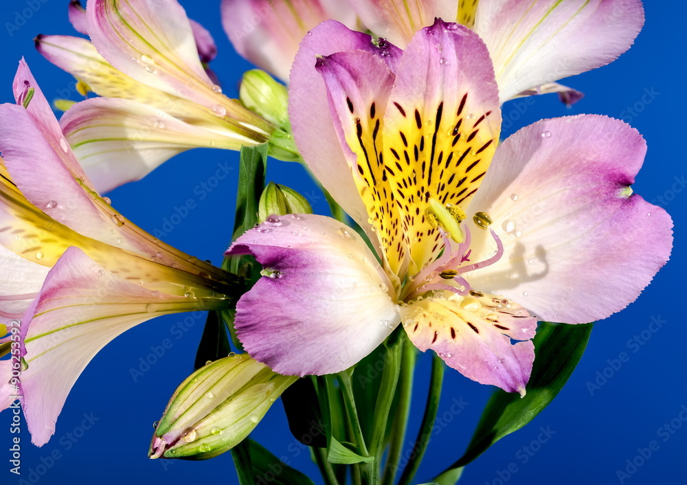 Fototapeta premium Blooming pink Alstroemeria on a blue background