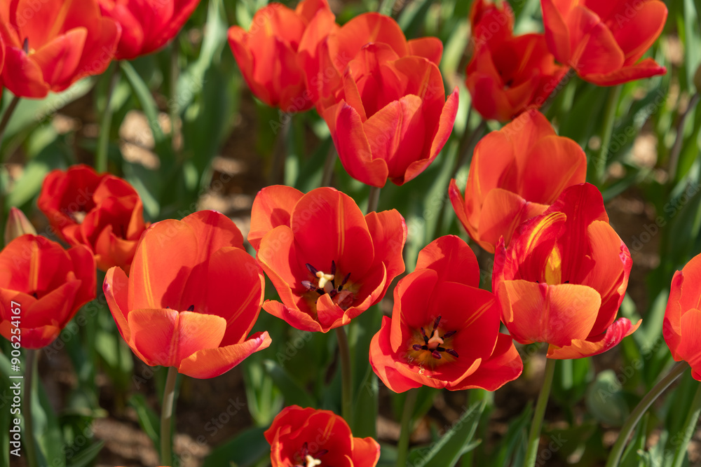 Red tulip close-up. Top view of the tulip. Red tulip close-up. Top view of the tulip.