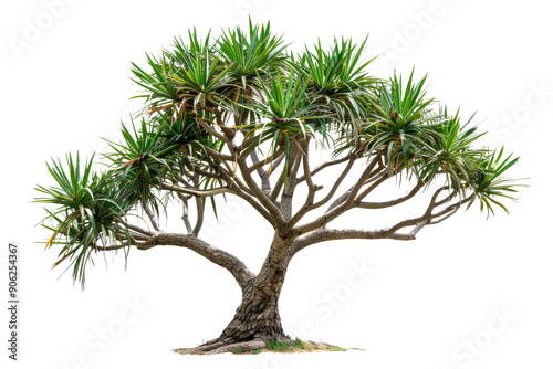 Dragon Tree Isolated