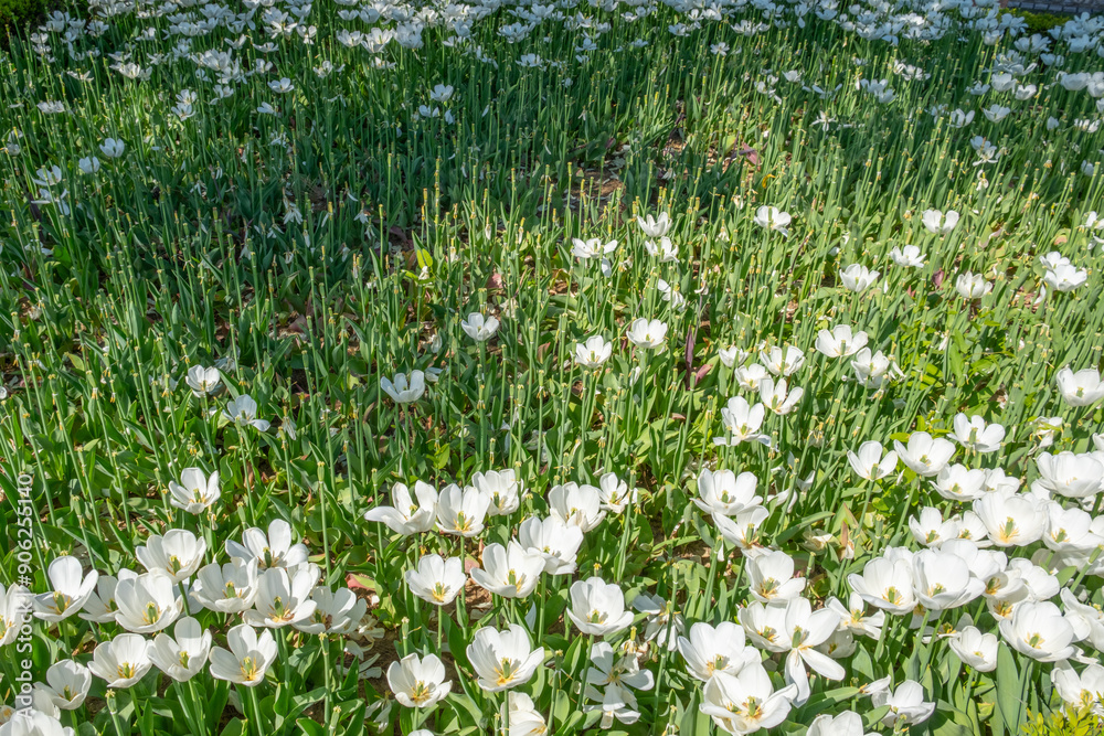 White tulips. Some have lost their leaves. Tulips shed their leaves about 15 days after blooming. White tulips. Some have lost their leaves. Tulips shed their leaves about 15 days after blooming.