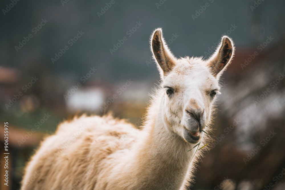 Fototapeta premium Fluffy white llama chewing grass in the sun