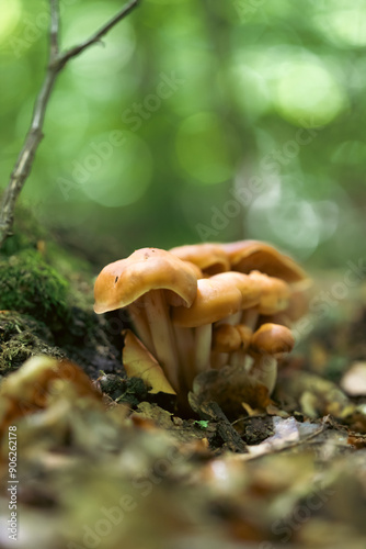 Fungi in dense forest