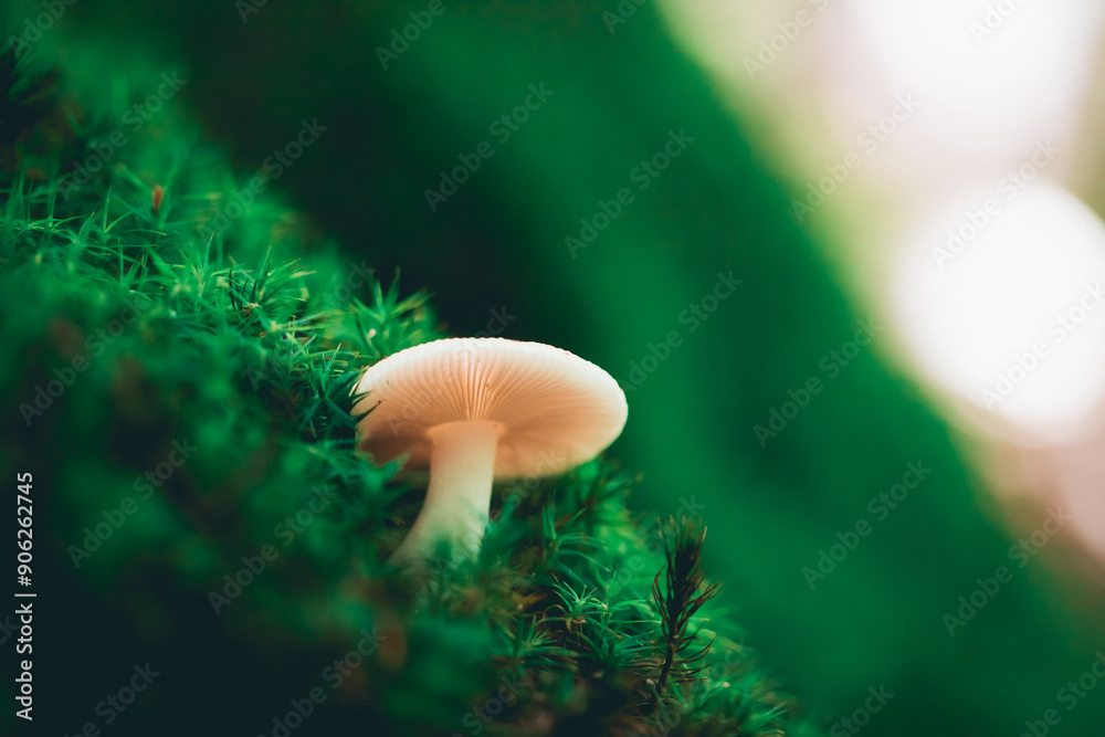  Fungi in dense forest