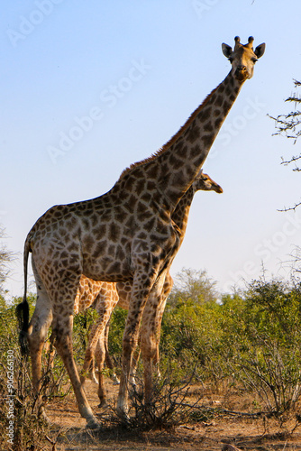 giraffe in the savannah