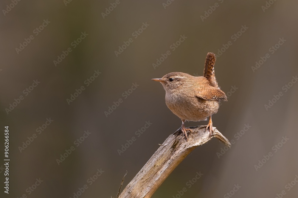 A cute Eurasian wren sits on the branch. (Troglodytes troglodytes). Very small bird. Wildlife scene from czech nature. little brown bird in the nature habitat. A cute Eurasian wren sits on the branch. (Troglodytes troglodytes). Very small bird. Wildlife scene from czech nature. little brown bird in the nature habitat.