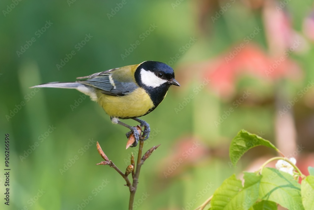 Naklejka premium A beautiful great tit sits on the top of tree. Parus major. Closeup portrait of a titmouse. 