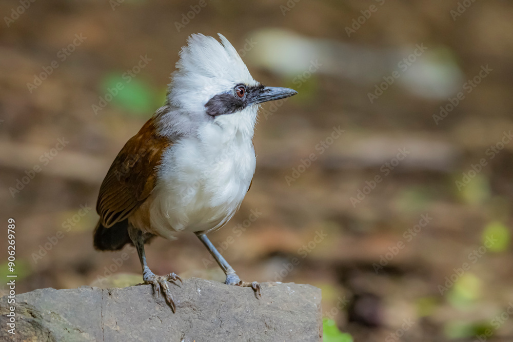 Naklejka premium The White-crested Laughing Thrush on ground