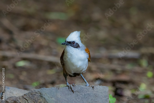 The White-crested Laughing Thrush on ground photo