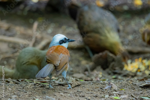 The White-crested Laughing Thrush on ground photo