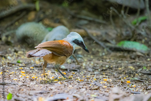 The White-crested Laughing Thrush on ground photo