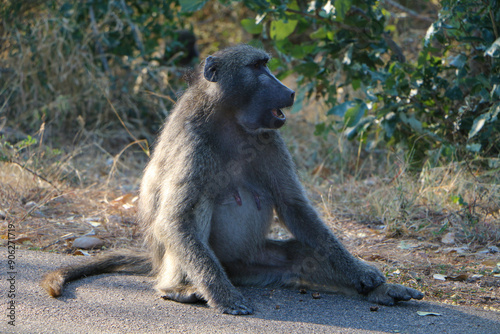 baboon with baby