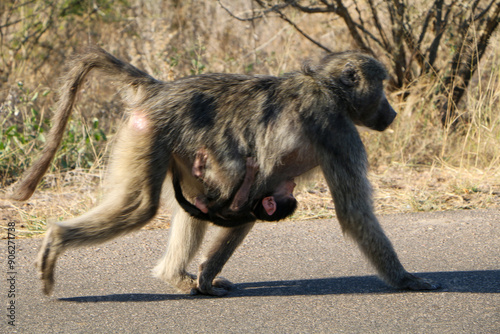 baboon sitting on the ground