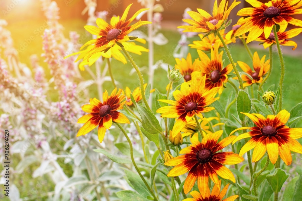Rudbeckia triloba (Browneyed susan) flower in the summer garden