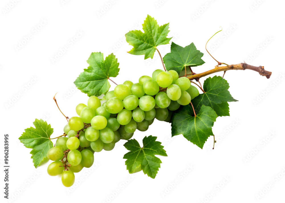 Vine grape hanging with plant leaves . Tropical foliage concept isolated
Vine grape hanging with plant leaves . Tropical foliage concept isolated