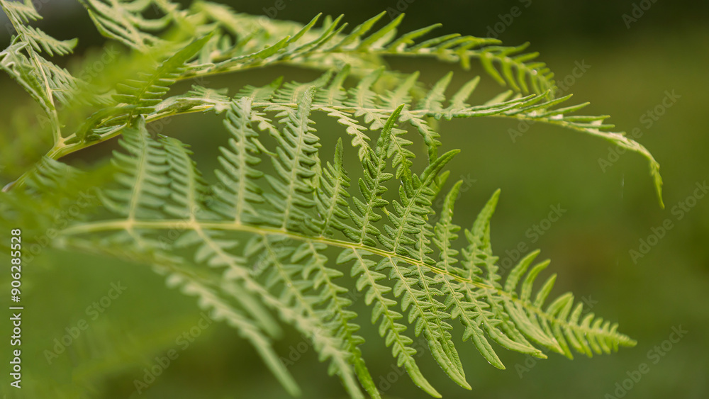 Green fern leaf natural background selective focus Green fern leaf natural background selective focus