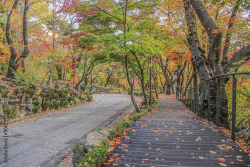 Hoegi-dong, Dongdaemun-gu, Seoul, South Korea - November 6, 2022: Autumnal view of deck trail and road with maple trees and fallen leaves at Kyunghee University
 photo