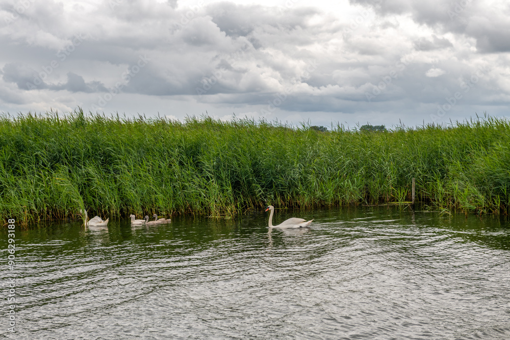 rodzina łabędzi nieopodal brzegu porośniętego ogromnymi trawami. Burzowy dzień, Woliński Park Narodowy, Polska