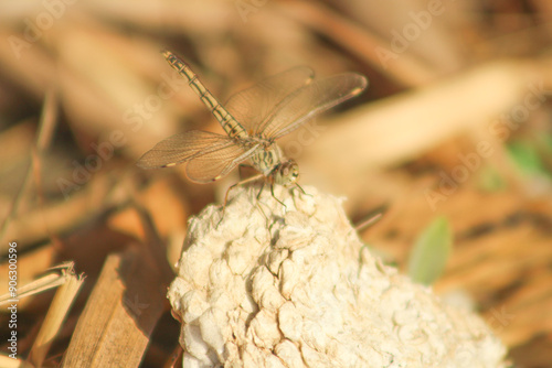 Natural closeup on a Small Pincertail dragonfly, Onychogomphus forcipatus sunbathing on white stone in the summer sun. photo