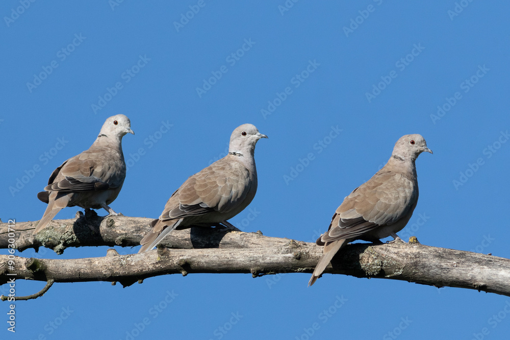 Fototapeta premium Eurasian collared dove, Streptopelia decaocto. Three birds sitting on a branch