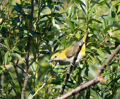 Eurasian Golden Oriole, Oriolus oriolus. A young bird sits on a branch photo