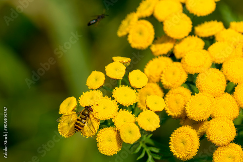 Große Schwebfliege oder Gemeine Garten-Schwebfliege (Syrphus ribesii) auf Rainfarn photo