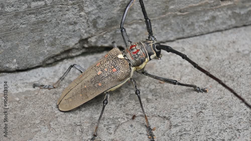 Batocera rufomaculataIt. It is a species of long horn beetle in the family Cerambycidae.
This insect makes holes in the stem of the plant, due to which the trees die. Batocera rubus beetle. 