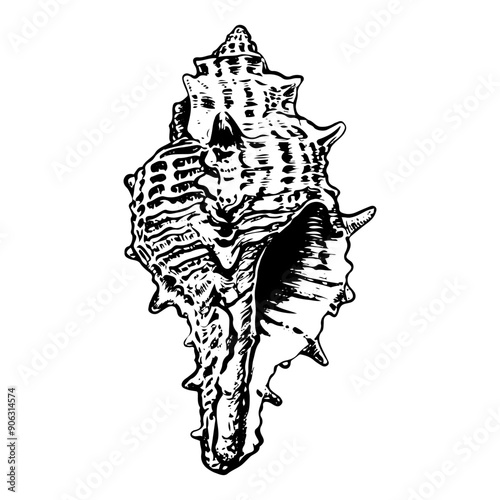 Sea shell sketch hand drawn. Murex Trapa is gastropod. Shells of marine seashell. Snail clam. Souvenir from summer holiday on the beach. Vector graphics illustration.