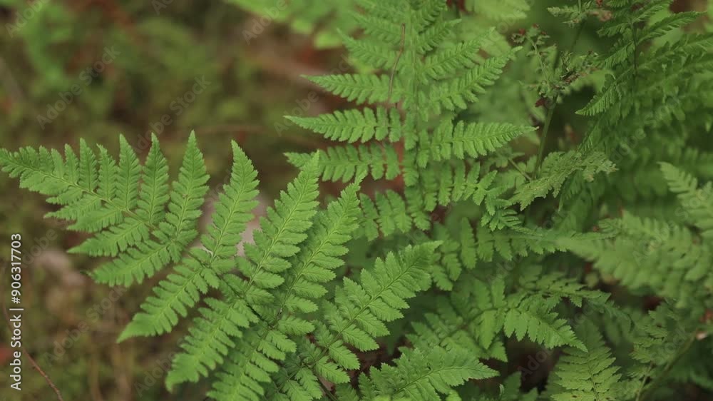 fern leaf background fern leaf background