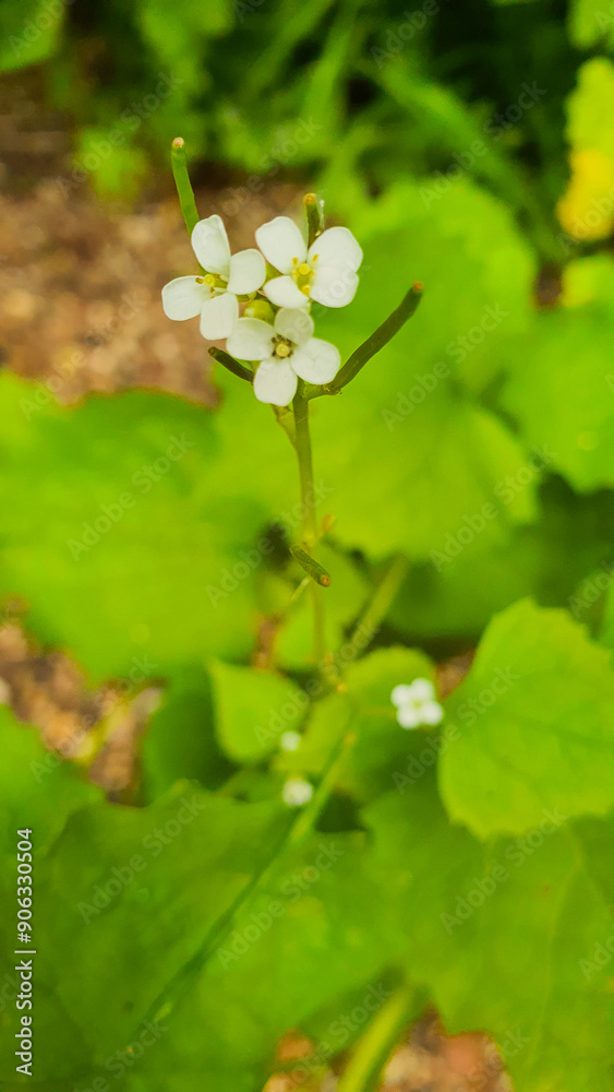 Alliaria petiolata or garlic mustard is a biennial flowering plant of the cruciferous family Brassicaceae. Close-up of a single white flower Alliaria petiolata or garlic mustard is a biennial flowering plant of the cruciferous family Brassicaceae. Close-up of a single white flower