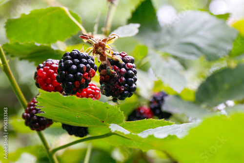 macro photo of two flies eaing sitting on a blackberry photo