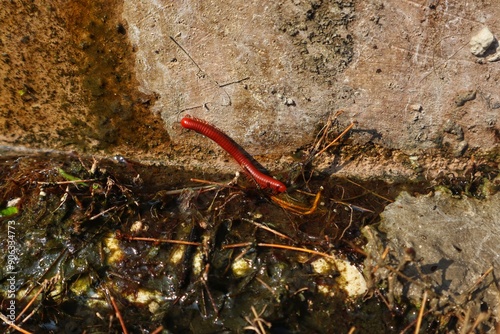 Red millipede or Trigoniulus corallinus is walking on a damp cement wall.