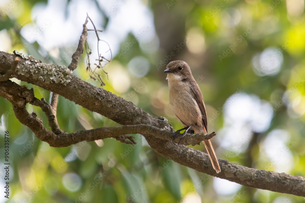 female grey bush chat or Saxicola ferreus in Binsar, Uttarakhand, India female grey bush chat or Saxicola ferreus in Binsar, Uttarakhand, India